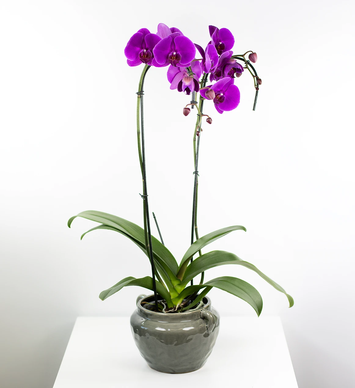 Grandiflora Orchid in Ceramic Pot
